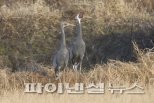 김포시와 한강하구 대표 멸종위기종 재두루미 가족 김포 도래