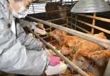 농가 사료비 지원 나선 전북도…정책자금 1482억원 지원