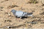 '멸종위기' 양비둘기, 국내 첫 번식 성공