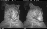"나 어때" 셀카 400장 찍은 흑곰..美보호구역 카메라에 사진 남겨