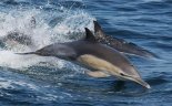 참돌고래·낫돌고래·해마, 해양보호생물 지정...위판·유통 금지