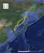 '부산 갈매기' 붉은부리갈매기, 동아시아 이동경로 첫 확인
