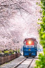 코레일, 봄꽃 관광열차 3년만에 운행한다