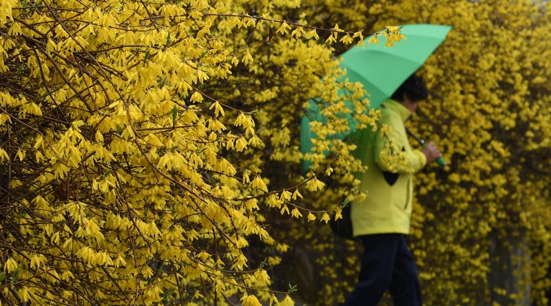 봄비가 내린 23일 경남 거창군 거창읍의 위천천 강변에 핀 개나리에 빗방울이 맺혀있다. &#x2F;사진&#x3D;뉴스1