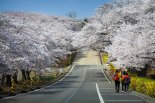 '야속한 이상기온과 비'...인천 벚꽃동산 올해도 못본다
