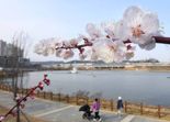 시흥시, 은계호수와 오난산서 '벚꽃사진' 이벤트 마련
