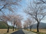 “덕산도립공원 벚꽃길로 봄 나들이 오세요”