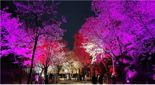 벚꽃 구경 인천대공원 53만명 방문