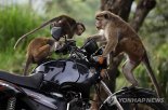 '국가부도' 스리랑카 "원숭이라도 팔아야겠다" 중국에 10만마리 수출 검토