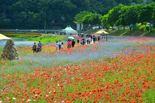 '100억 송이 봄꽃 향연'...장성군, '황룡강 洪(홍)길동무 꽃길축제'