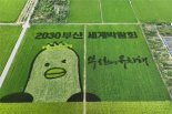 유색벼로 대저1동 필지에 논 그림... 청년농업인 손 모내기에 '구슬땀'