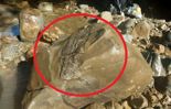 사이클론이 남기고 간 ‘이 화석’...8000만년 전 생물이었다