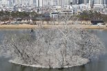 텃새된 '민물가마우지' 유해동물 지정 여부 내달 결