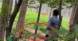 동물원서 '혈투' 벌인 백두산 호랑이들…결국 한 마리 죽어