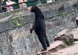 "이것은 ‘곰’인가 ‘사람’인가" 난리난 사진..급기야 해명 나선 中동물원[영상]
