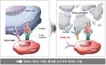 지놈앤컴퍼니 항암제 GENA-104 韓 1상 IND제출