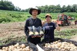 농심이 지원한 귀농 청년농부 수미감자밭 325톤 수확... 지난해보다 두 배 넘게 거뒀다
