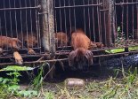 "재산권과 먹을 자유" vs "반려동물 보호"...'개 식용 금지법 논란 재점화'