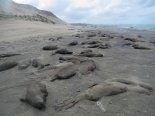 아르헨티나 해안가에 무슨 일이?..코끼리물범 집단 폐사