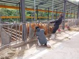 소 럼피스킨병 확진사례 51건..파주 논산 첫 발생