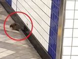 퇴근하던 시민들 기겁…서울 지하철에 쥐 나타나