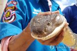 '멸종위기종 킹코브라' 독 채취 영상 유튜브에 올린 30대 벌금형