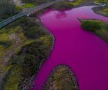 산불 났던 하와이..이번엔 연못이 분홍색으로 변했다