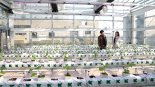 도심 빌딩 ‘옥상온실’서 농작물 재배 성공