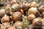 농진청, 양파·마늘 등 6개 노지작물 생육·재배정보 개방