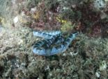 맹독성 '필리핀 바다뱀' 전남 여수서 첫 포착