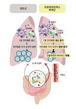 프로바이오틱스, 인플루엔자 감염 완화에 도움..'폐 면역성 증진 효과'