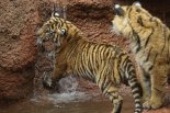 호랑이가 남자 신발 물고 '어슬렁'…파키스탄 동물원서 훼손된 시신 나왔다