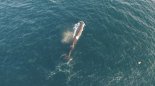 동해로 돌아온 멸종위기종 참고래·향고래