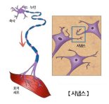 남성 보다 여성 이거 높이면 치매 발생 위험도 낮아