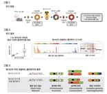 KAIST 등 국내 연구팀, 방사선 유발 DNA 돌연변이 첫 규명