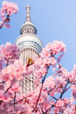 "벚꽃 명소 여행"···하나투어 '손꼽아 기다린 봄, 일본' 기획전