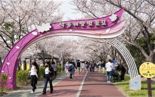 오는 29일 사상 낙동강정원서 ‘2024 벚꽃축제’