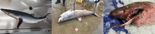 수과원, 대형 상어류 동해안 출현 빈도 잦자 생태 분석 착수