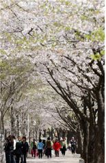 인천대공원 벚꽃축제 오는 6∼7일 개최