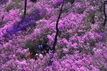 낭설 '울산동백' 버리고 민족성 강한 '진달래' 선택한 울산 중구