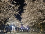 인천대공원 벚꽃축제 이틀간 25만명 방문...지난해보다 8만명 늘어
