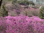 13만명 찾은 부천 진달래·벚꽃·복숭아꽃축제...5월까지 봄꽃주간 운영