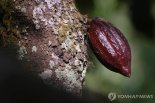 던킨, 초콜릿 도넛 가격 인상..기후플레이션, 제과 이어 프랜차이즈로 확산