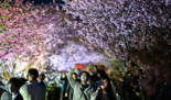 "벚꽃 보러 일본 갔네요"…3월 방일외국인 한국이 또 1위