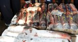 '해수부, 오징어 가격 잡는다'…원양산 1만5천t 공급