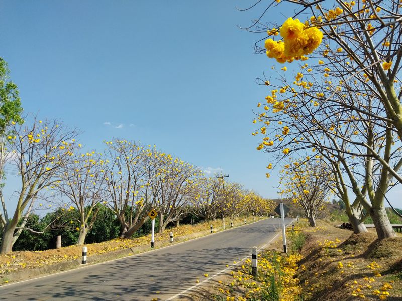 치앙라이 도로에서 만난 노란색 꽃나무. 