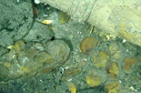 300년간 바다에 가라앉은 '27조원'…"금은보화만 200톤"