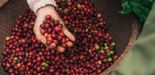 "지속가능한 커피 농업 가능할까" 네슬레 '2030 네스카페 플랜' 경과보고서 발표
