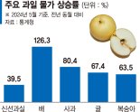 金과일 안꺾인다…배값 126% 껑충