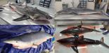 올여름도 동해안 지역 상어류 출현 ‘주의 요망’